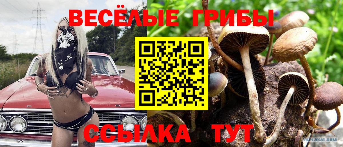 Галлюциногенные грибы мухоморы Новозыбков