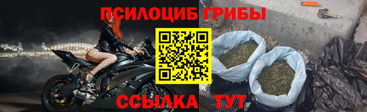 Галлюциногенные грибы мицелий  сколько стоит  Новозыбков  Вход с VPN  Псилоцибиновые грибы MAGIC MUSHROOMS 